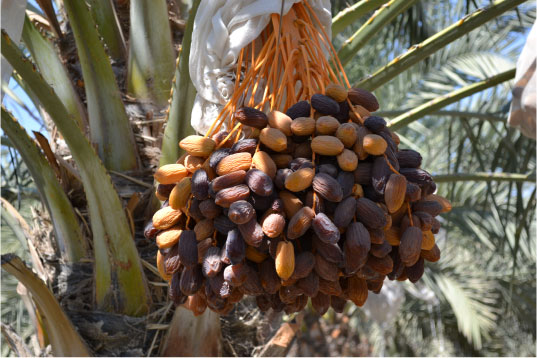 The Nutritious Benefits of Eating the Exotic Date Fruit